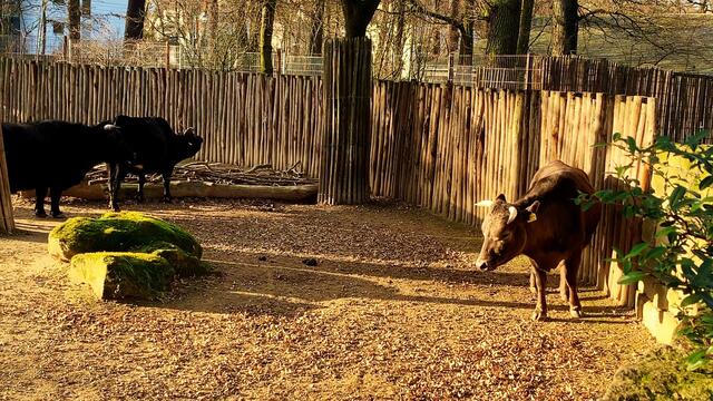 17. Januar 2020. Erlebnis-Zoo Hannover.