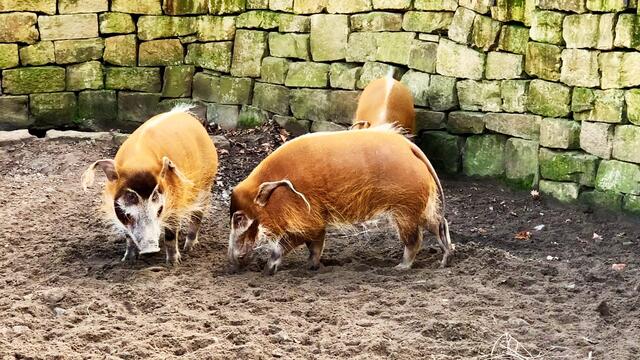 17. Januar 2020. Erlebnis-Zoo Hannover.