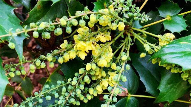 17. Januar 2020. Erlebnis-Zoo Hannover.