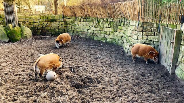 17. Januar 2020. Erlebnis-Zoo Hannover.