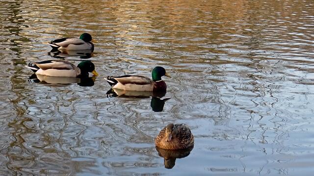 Viele Stockenten tummeln sich im Winter auf dem Teich. Foto: Helmut Kuzina