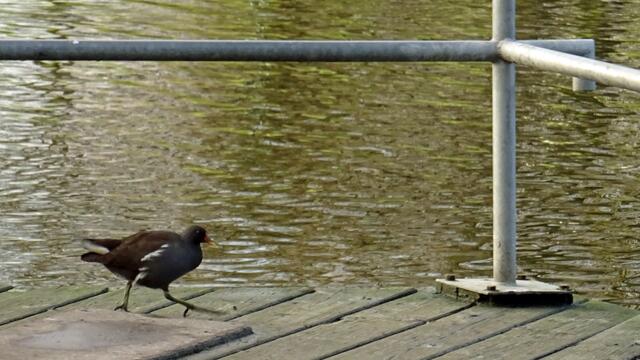 Ein Teichhuhn auf der Aussichtsplattform am Wasserrevier. Foto: Helmut Kuzina