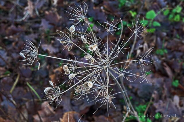 ..vertrocknet...aber hübsch...
