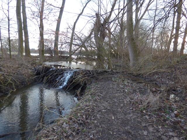 Unser Biberdamm am Wanderweg.