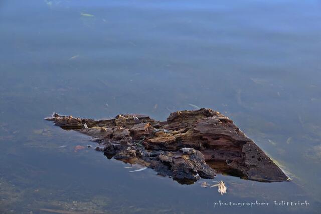 ..ein Teilstück eines Baumstammes....