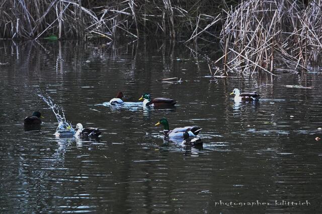 ...die anderen hatten keinen "Bock"....