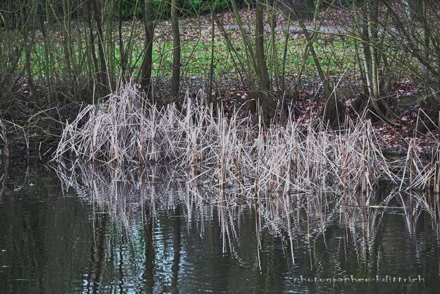 Schilf im Strohstadium...