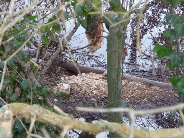 Der Baum schwebt in der Luft.