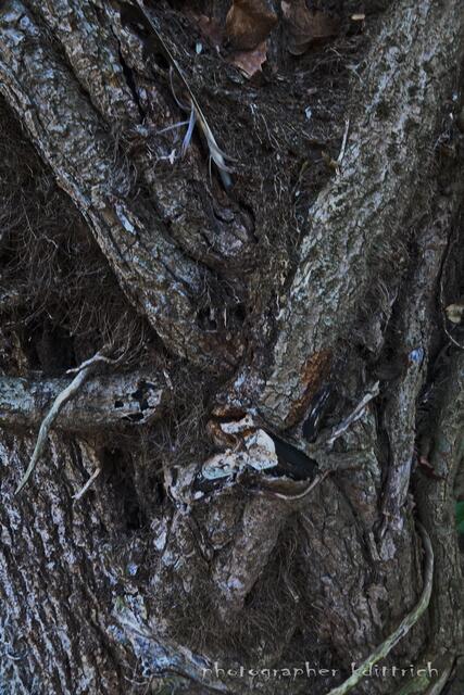 Ansicht eines Baumstammes...