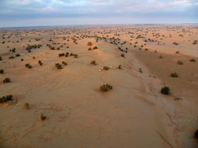 Arabische Oryx-Antilopen werden in den Vereinigten Arabischen Emiraten wieder angesiedelt.