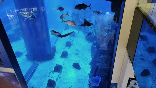 Blick von der Seite ins Aquarium.