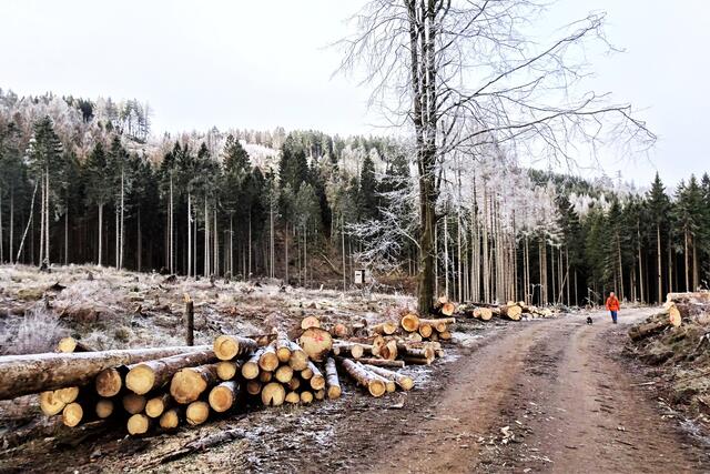 auch hier im Thumkuhlental wurde schon viel gerodet.