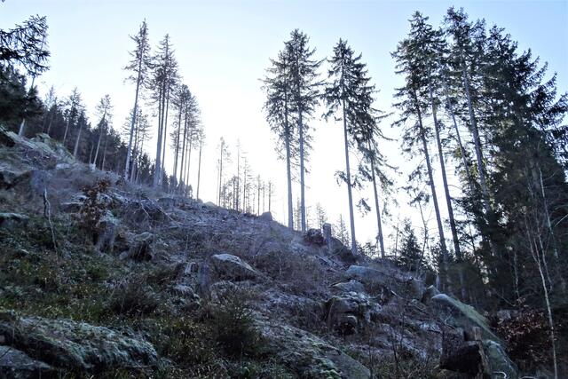 am rechten Hang der Holtemme - Steinere Renne ist von dem Fichten - Wald nicht viel übrig geblieben