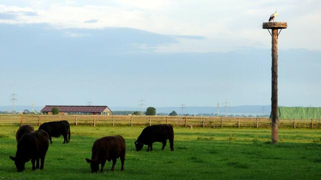 Seit 2018 sind die Storche zurück