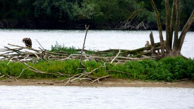 Auf der kleinen Kormoraninsel der Koldinger Teiche sind auch Seeadler anzutreffen.