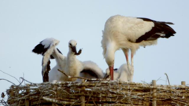 2019 wurde erfolgreich gebrütet