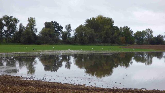 2019 Am neuen Biberteich sind 15 Störche zu Gast