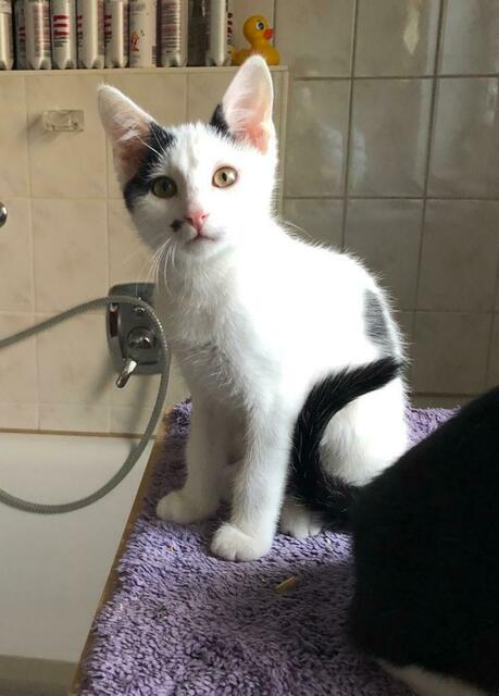 Chico (Pflegestelle)