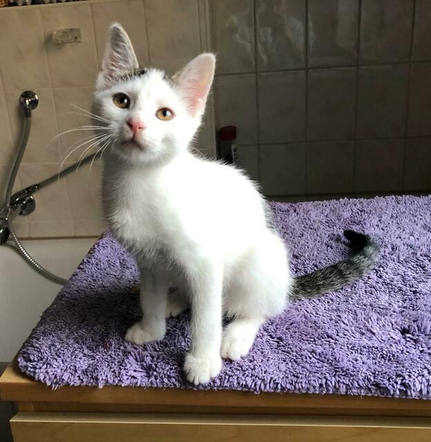 Chester (Pflegestelle)