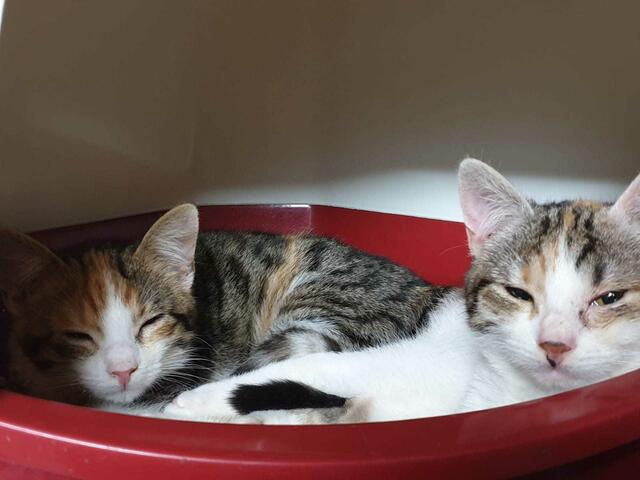 Anastasia und Annabell