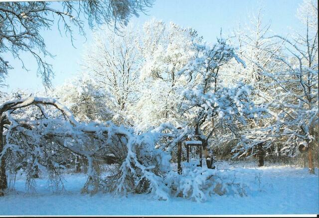 Schneebruch im Obstgarten