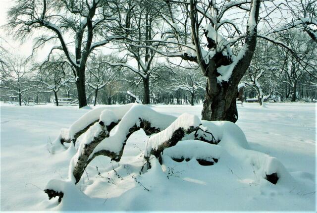 Baumschnitt im Obstgarten