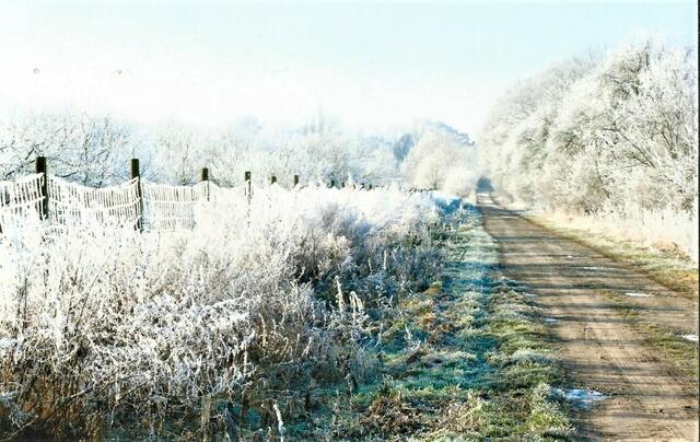 Links - die Apfelplantage, rechts - Zwetschenbäume bis zum Hof