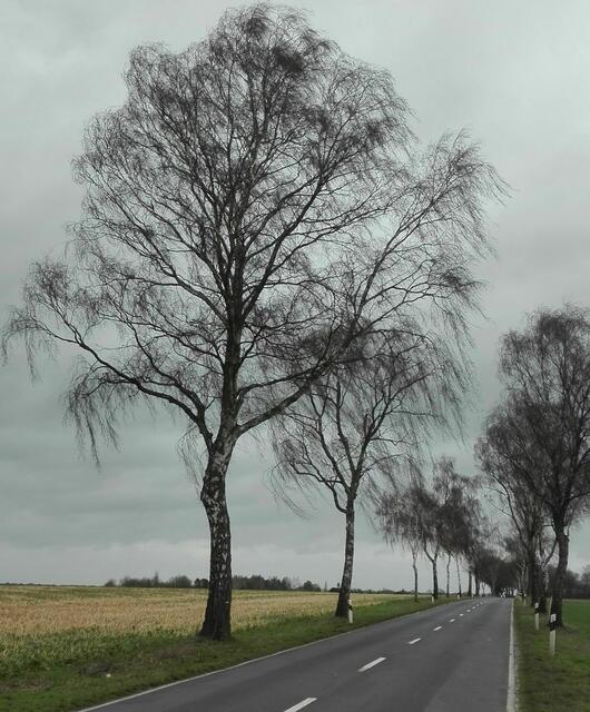 Birken im Wind