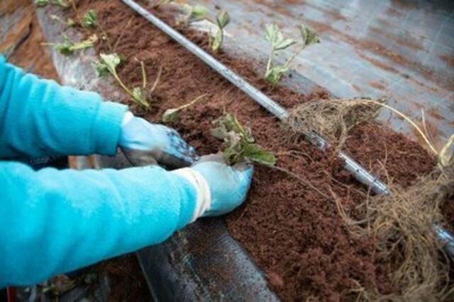 Nachhaltigkeit in der Erdbeer-Produktion: Die Setzlinge sind werden in Kokos- statt in Torfsubstrat gepflanzt