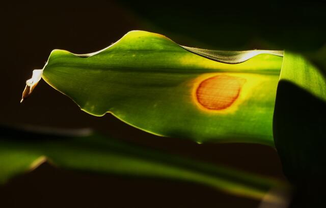 eine kleine sonne auf dem Blatt