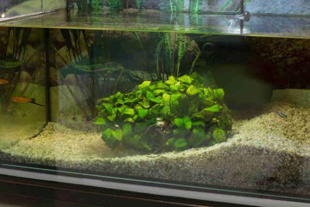 Aquarium beim Asiaten