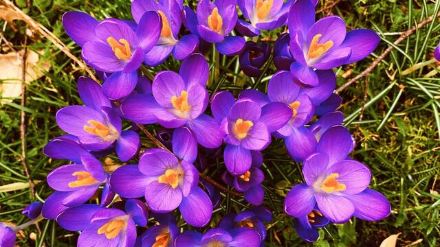 23.02.2020. Spielereien mit dem Handy!
9. Februar 2020. Blüten im Park. Hannover.
3. Strahlend Warm.