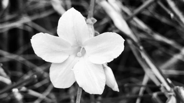 10. Januar 2020. Winter-Jasmin blüht in unserem Park.
10. Schwarz/Weiß Dunkel.