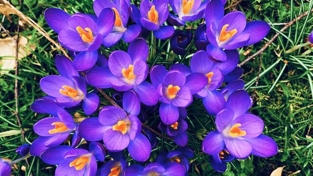 23.02.2020. Spielereien mit dem Handy!
9. Februar 2020. Blüten im Park. Hannover.
4. Strahlend Kalt.