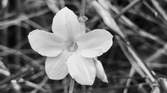 10. Januar 2020. Winter-Jasmin blüht in unserem Park.
8. Schwarz/Weiß Mittel.