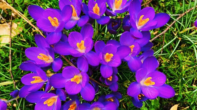 23.02.2020. Spielereien mit dem Handy!
9. Februar 2020. Blüten im Park. Hannover.
2. Strahlend.