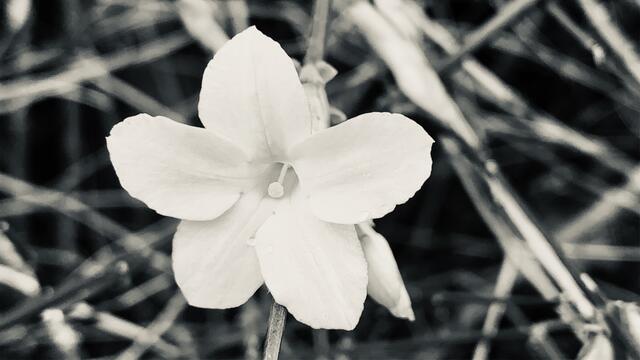 10. Januar 2020. Winter-Jasmin blüht in unserem Park.
9. Schwarz/Weiß Silbertöne.