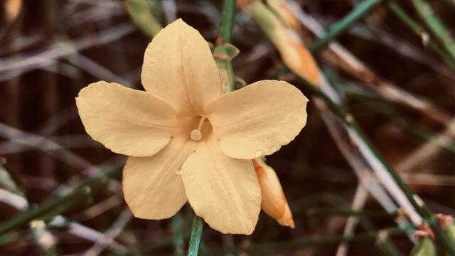 10. Januar 2020. Winter-Jasmin blüht in unserem Park.
6. Dramatisch Warm.