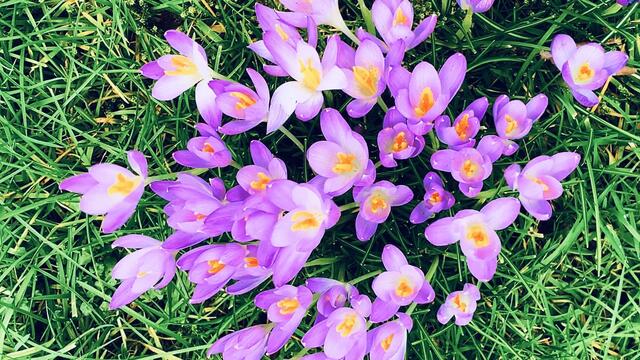 29.02.2020. Spielereien mit dem Handy! 9. Februar 2020. Krokusse im Park. Hannover.
4. Strahlend Kalt.