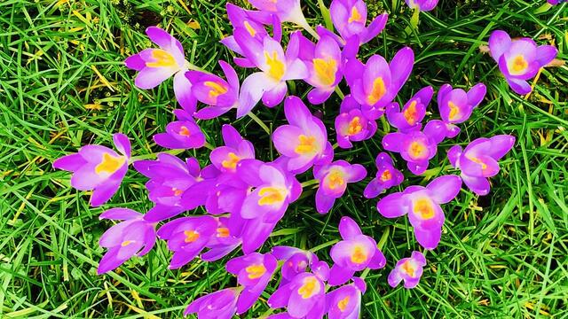 29.02.2020. Spielereien mit dem Handy! 9. Februar 2020. Krokusse im Park. Hannover.
2. Strahlend.