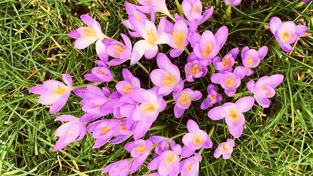 29.02.2020. Spielereien mit dem Handy! 9. Februar 2020. Krokusse im Park. Hannover.
3. Strahlend Warm.
