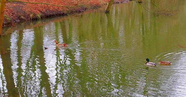 Nilgans und ein Stockentenpaar