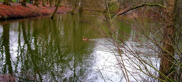 Eine Nilgans zu Besuch im Stadtpark