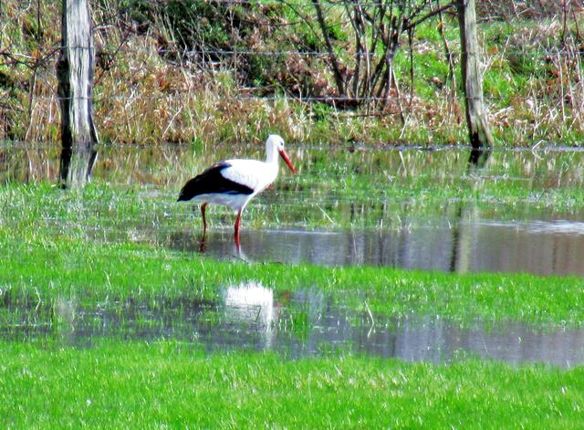 Storch auf Wiese am Ortsrand von Winzlar