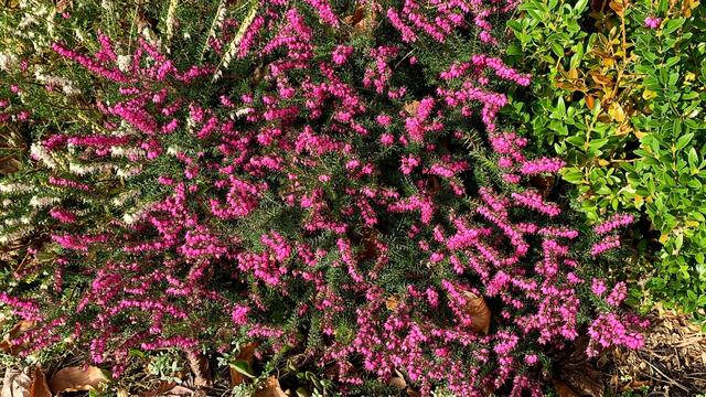 März 2020. Im Park des GDA in Hannover. Krokusse, Narzissen und Heidekraut.