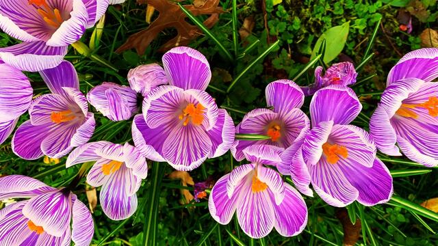 März 2020. Im Park des GDA in Hannover. Krokusse, Narzissen und Heidekraut.