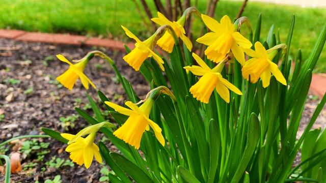 März 2020. Im Park des GDA in Hannover. Krokusse, Narzissen und Heidekraut.