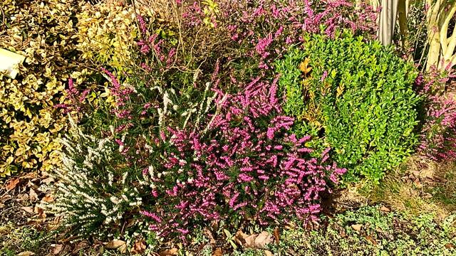 März 2020. Im Park des GDA in Hannover. Krokusse, Narzissen und Heidekraut.