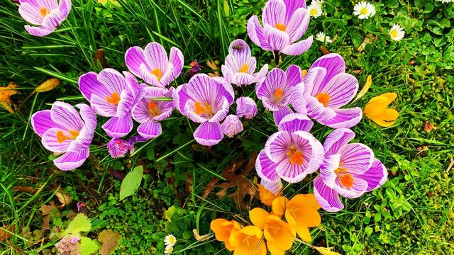 März 2020. Im Park des GDA in Hannover. Krokusse, Narzissen und Heidekraut.