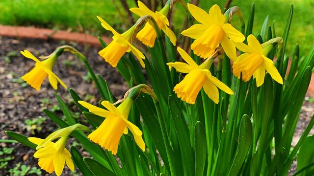 März 2020. Im Park des GDA in Hannover. Krokusse, Narzissen und Heidekraut.